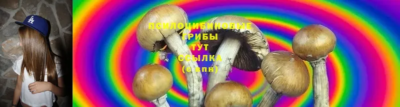 наркошоп  Ногинск  OMG ссылки  Псилоцибиновые грибы MAGIC MUSHROOMS 